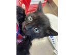 Adopt 55896105 a All Black Domestic Shorthair / Mixed (short coat) cat in