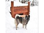 Norwegian Elkhound Pups