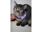 Adopt 24-562C Tink a Brown or Chocolate Domestic Shorthair / Domestic Shorthair
