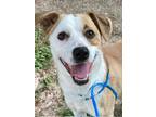 Adopt Bugsy a White Retriever (Unknown Type) / Mixed dog in Houston