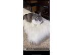 Adopt Sushi a Gray or Blue Domestic Longhair / Mixed (medium coat) cat in San