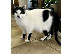 Adopt Ellie a Black & White or Tuxedo American Shorthair / Mixed (short coat)