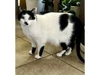 Adopt Ellie a Black & White or Tuxedo Manx / Mixed (short coat) cat in