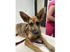 Adopt Moose a Shepherd (Unknown Type) / Mixed dog in Houston, TX (41433836)