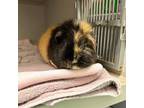 Adopt Hershey a Black Guinea Pig / Guinea Pig / Mixed (short coat) small animal