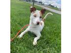 Adopt Raulie a White Mixed Breed (Medium) / Mixed Breed (Medium) / Mixed (short