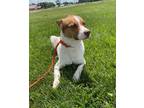 Adopt Paulie a White Mixed Breed (Medium) / Mixed dog in Sullivan, IN (41394404)