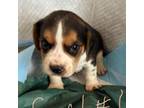 Beagle Puppy for sale in Lemoore, CA, USA