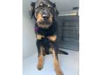 Adopt Hollis-ADOPTED a Black Schnauzer (Standard) / Mixed dog in Atlanta