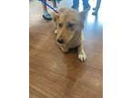 Adopt Duckesa* a Tan/Yellow/Fawn Carolina Dog / Mixed Breed (Medium) / Mixed