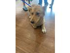 Adopt Duckesa* a Tan/Yellow/Fawn Carolina Dog / Mixed dog in Baton Rouge