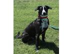 Adopt Rolly a Black Labrador Retriever / Mixed dog in Phoenix, AZ (41433936)