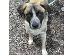 Adopt Hux a Tan/Yellow/Fawn Anatolian Shepherd / Mixed dog in Atlanta