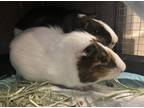 Adopt Pinecone a Black Guinea Pig / Guinea Pig / Mixed (short coat) small animal