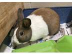 Adopt Snickers a Fawn Satin / Mixed (short coat) rabbit in DeKalb, IL (41433211)