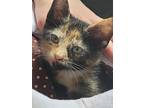 Adopt Sunburn a Domestic Shorthair / Mixed (short coat) cat in Fort Walton