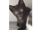 Adopt Sunday a All Black Domestic Shorthair / Mixed (short coat) cat in Fort