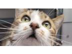 Adopt Izzy a Spotted Tabby/Leopard Spotted Domestic Shorthair / Mixed cat in