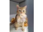 Adopt Ollie a Orange or Red Tabby Domestic Shorthair / Mixed (short coat) cat in