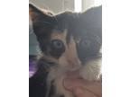 Adopt Sunscreen a Domestic Shorthair / Mixed (short coat) cat in Fort Walton