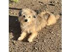 Adopt Chubby a Tan/Yellow/Fawn Lhasa Apso / Mixed dog in haslet, TX (41433780)