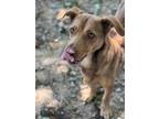 Adopt Belinda Beans a Red/Golden/Orange/Chestnut Terrier (Unknown Type