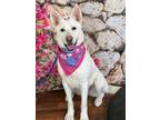 Adopt Tiara a White German Shepherd Dog dog in Weatherford, TX (41206610)