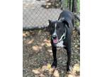 Adopt Sebastion a Black Labrador Retriever dog in Weatherford, TX (41110437)