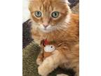 Adopt Leo a Orange or Red Domestic Longhair / Mixed (long coat) cat in Orlando