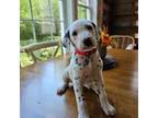 Dalmatian Puppy for sale in Chesterfield, VA, USA
