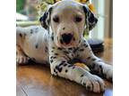 Dalmatian Puppy for sale in Chesterfield, VA, USA