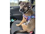 Adopt Pluto a Brown/Chocolate - with Black Mutt / Mixed dog in Morgantown