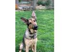Adopt Norah a Black - with Tan, Yellow or Fawn German Shepherd Dog / Mixed dog