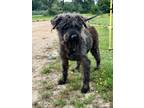 Adopt Romo a Black Labradoodle / Mixed dog in haslet, TX (41433792)