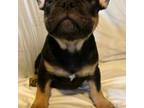 French Bulldog Puppy for sale in Columbus, OH, USA