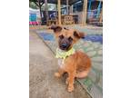 Adopt Rory a Tan/Yellow/Fawn Mixed Breed (Medium) dog in San Leon, TX (41433791)