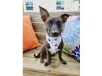 Adopt Lorelai a Brown/Chocolate - with Black Mixed Breed (Medium) / Mixed dog in