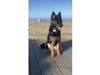 Adopt Layla a Black - with Tan, Yellow or Fawn German Shepherd Dog / Mixed dog