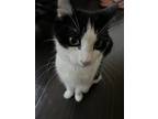 Adopt Zelda a Black & White or Tuxedo Domestic Shorthair / Mixed (short coat)