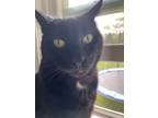 Adopt Binx a Black (Mostly) American Shorthair / Mixed (short coat) cat in