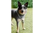 Adopt Poe a Blue Heeler / Mixed dog in Canton, GA (41433808)