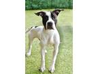 Adopt Rigel a Great Dane / Mixed dog in Canton, GA (41433807)