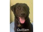 Adopt Quilliam a Black Labrador Retriever / Mixed dog in Warren, PA (41433796)