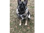 Adopt Sniper a Black - with Gray or Silver Norwegian Elkhound / Mixed dog in