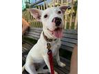 Adopt Evvie Jagoda a White Mixed Breed (Medium) dog in New York, NY (41399266)