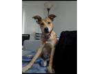 Adopt Columbia a Tan/Yellow/Fawn Carolina Dog / Mutt / Mixed dog in Dallas
