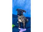 Adopt Reeses a Brindle - with White German Shepherd Dog dog in Oak Bluffs