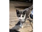 Adopt Cloudy a Gray or Blue Abyssinian / Mixed (short coat) cat in Mesquite