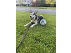 Adopt Thanos a Black - with White Siberian Husky / Mixed dog in Oak Bluffs