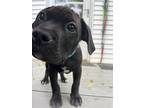 Adopt Bill Mott a Black - with White Pit Bull Terrier dog in Merrifield